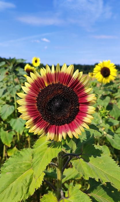 Słonecznik ozdobny na kwiat cięty MATERIAŁ SIEWNY