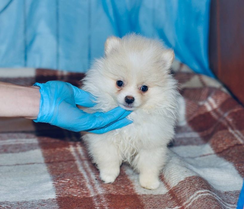 Продаж чудової білого кольору