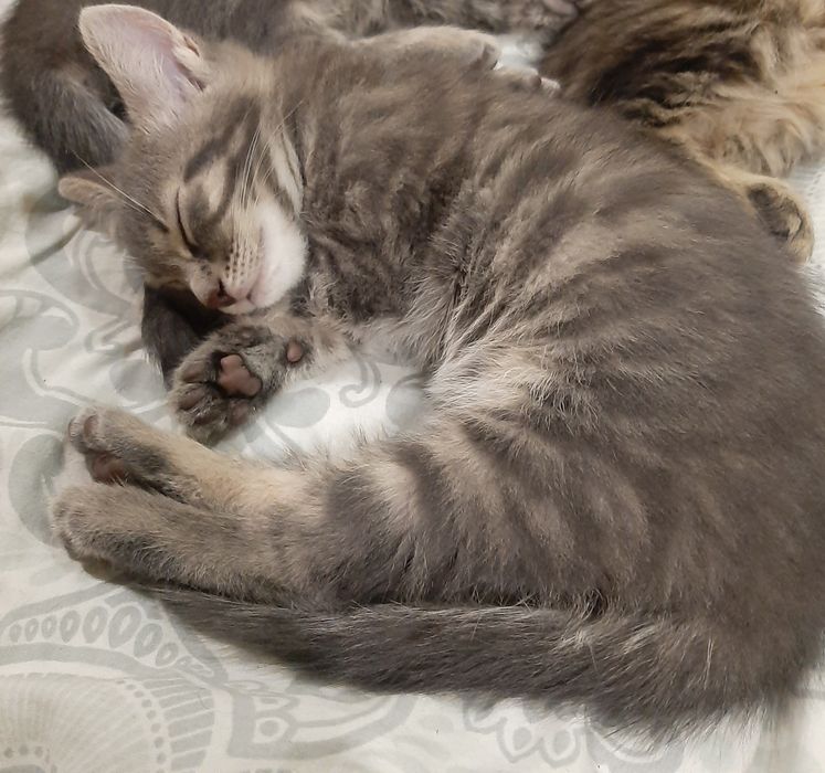 Кошенята в добрі руки