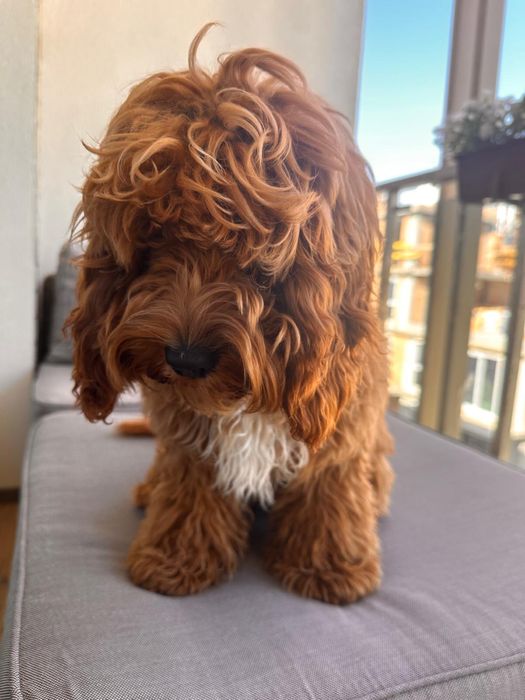 Samiec Cockapoo do odbioru