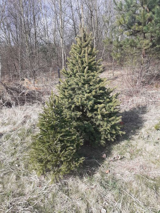 CHOINKKI z własnej plantacja