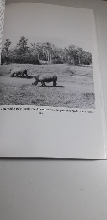 Patterns of Memory, from the Metropolis to Angolan Anharas - D. João Mendia64729896563458122