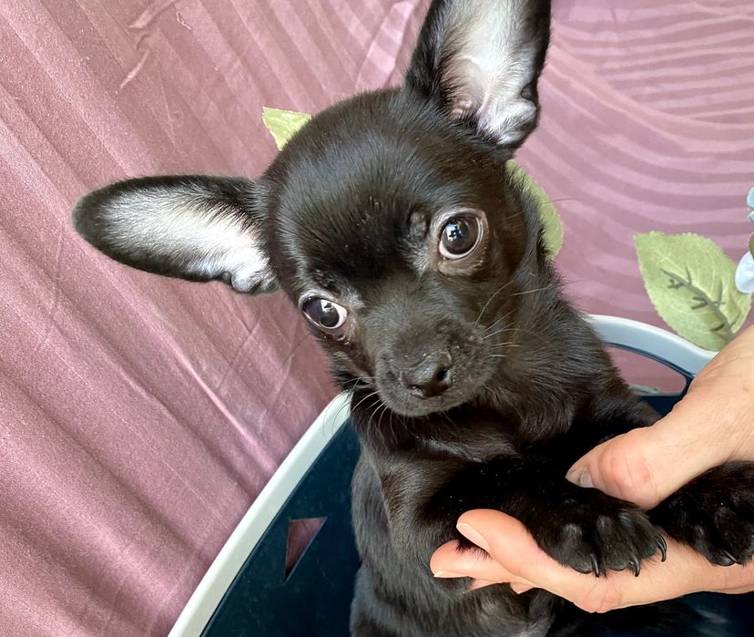 Чіхуа гарнесенькі