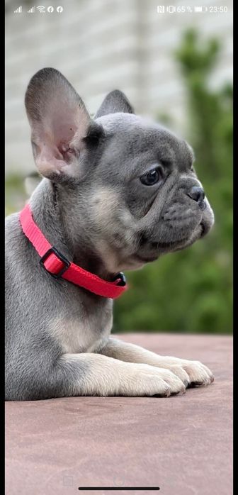 Шикарный мальчишка француз.