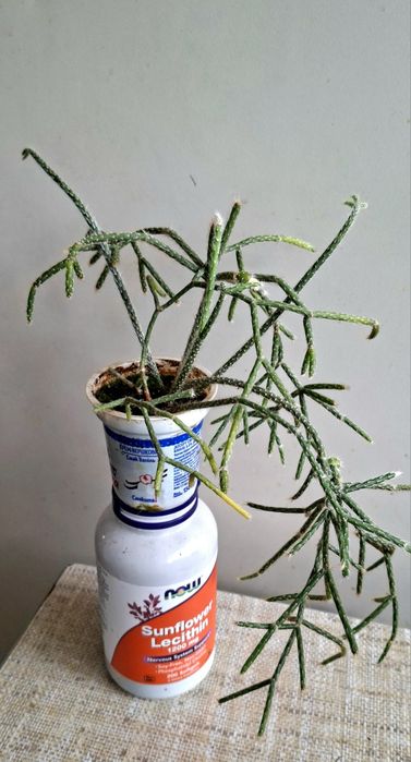 Рипсаліс волосоподібний і др.