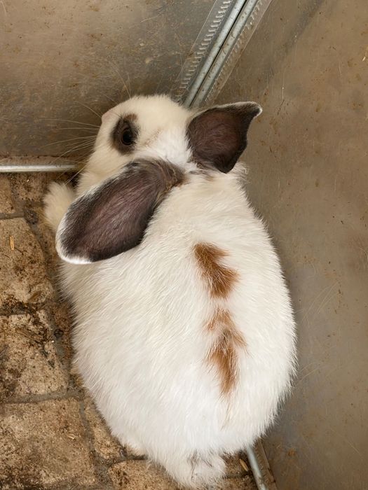 Coelhinhos fofinhos