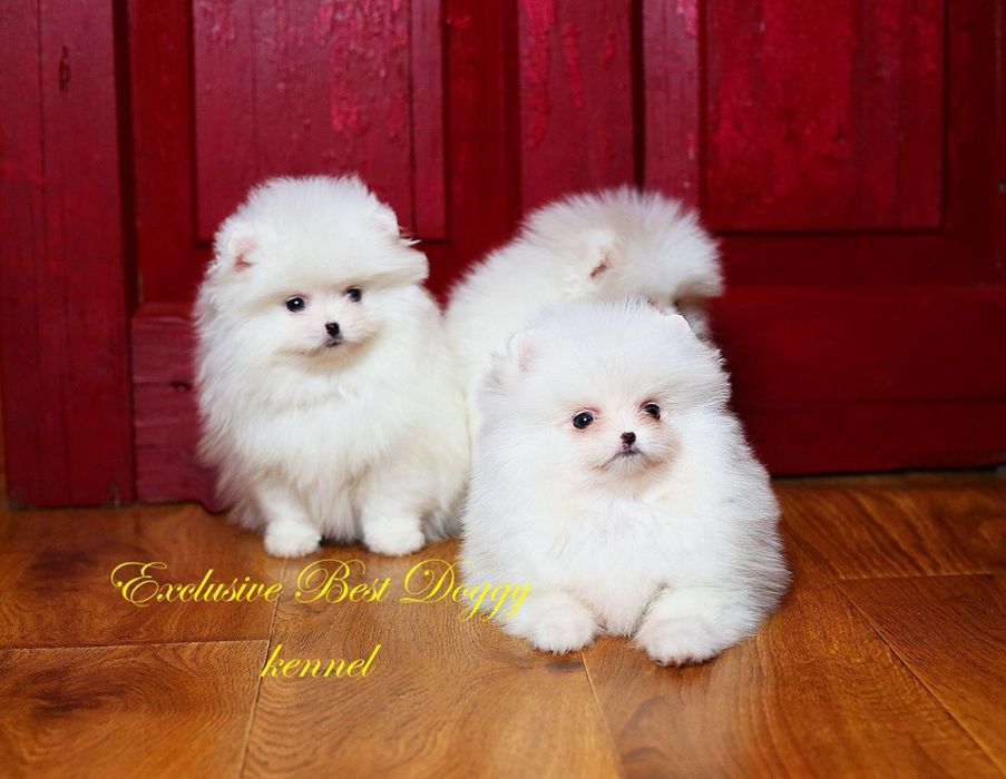 Цуценята померанські шпіци. SUPER VIP в типі ведмедик з документами