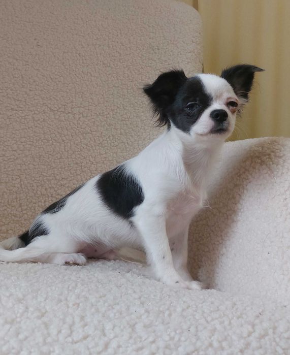 Довгошерсті хлопчики Чихуахуа