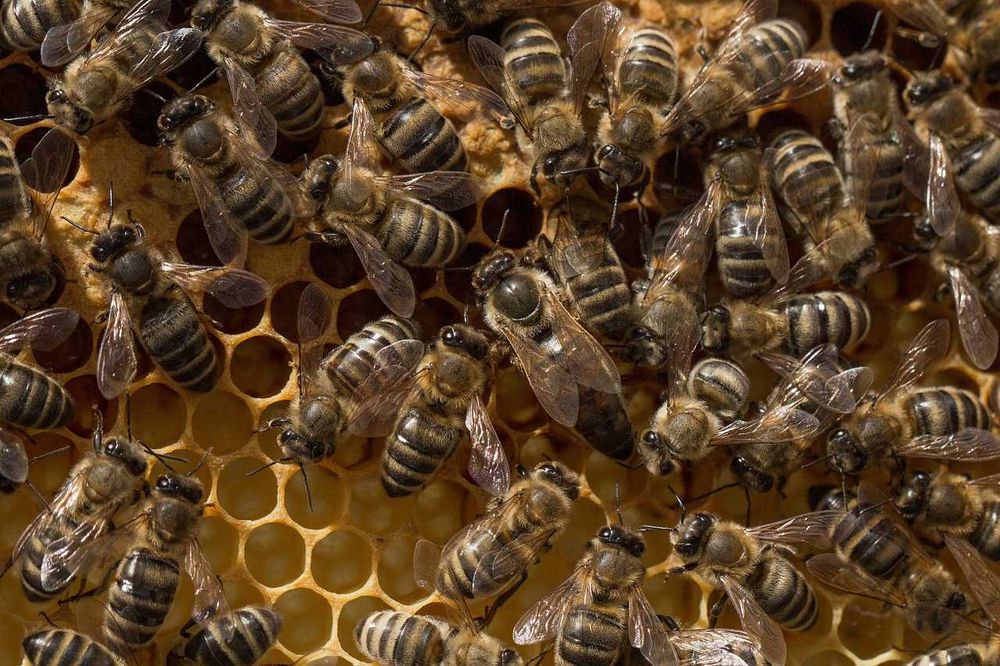 Abelhas rainhas Apis mellifera