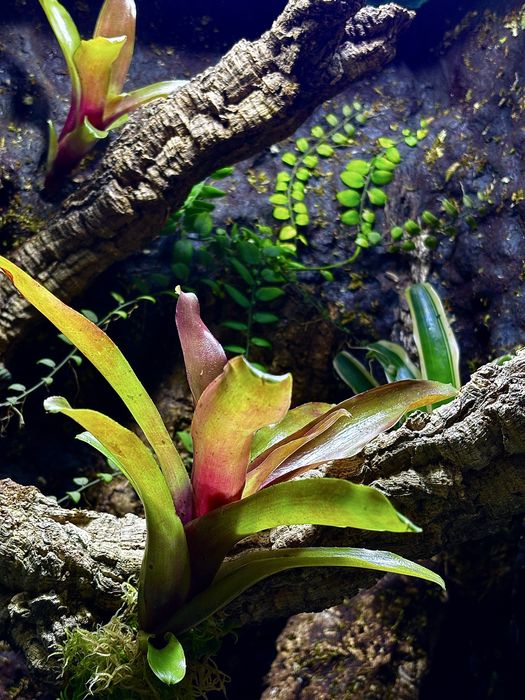 Terrarium na wymiar z aranżacją