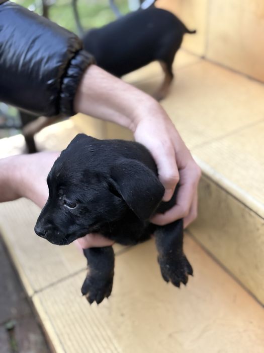 Oddam pieski za darmo