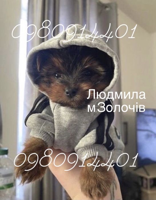 Готові до знайомства йоркшир тер'єр