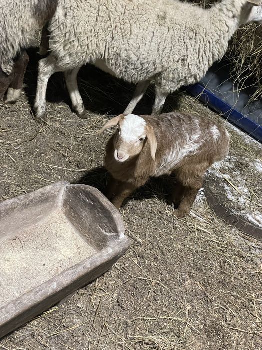 Вівці кітні є курдючні. Чотири вівці з малими