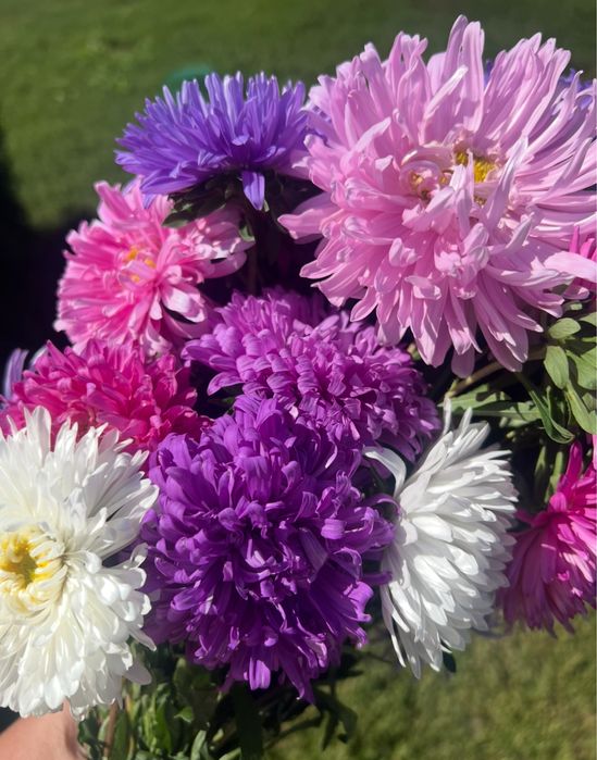 Насіння айстр  пропоную