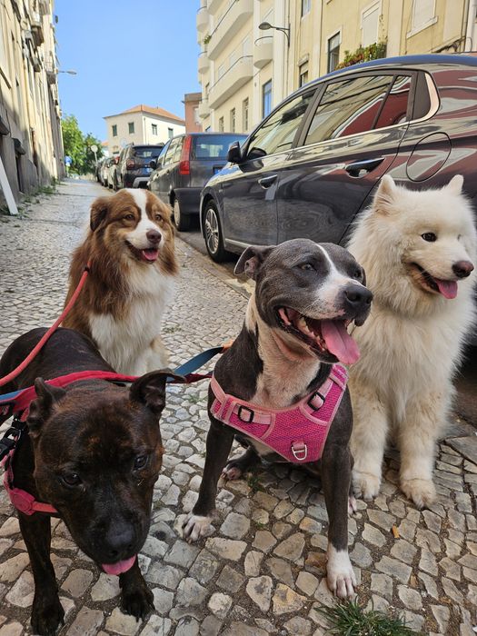 Passeio Amigo Lisboa - Estadia Familiar Canina - Dog Walker