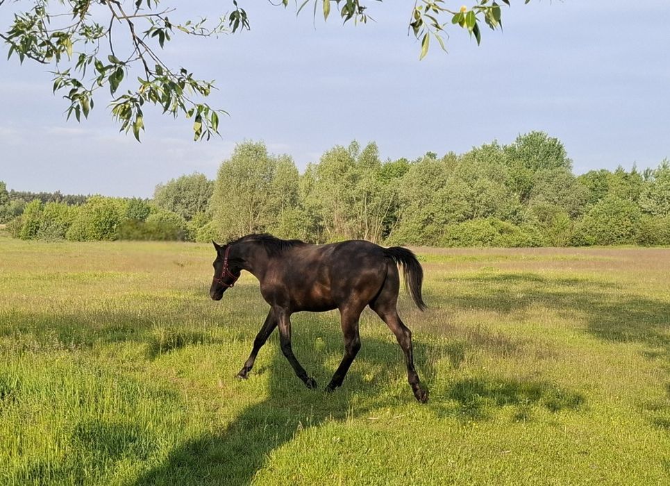 Wałach młp Paryss