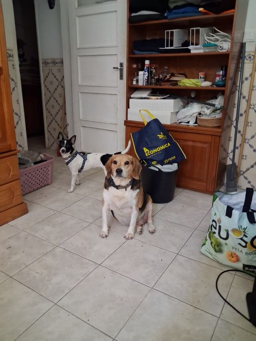Dou cao amigo e meiho com vacinas