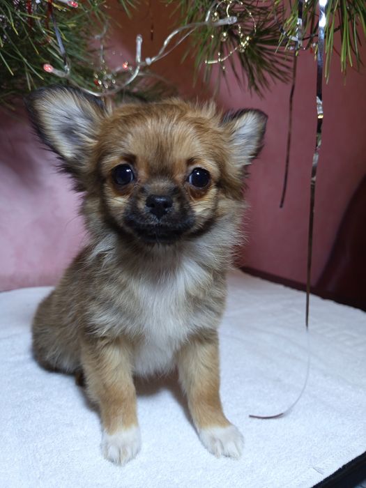 Срочно  чихуахуа.