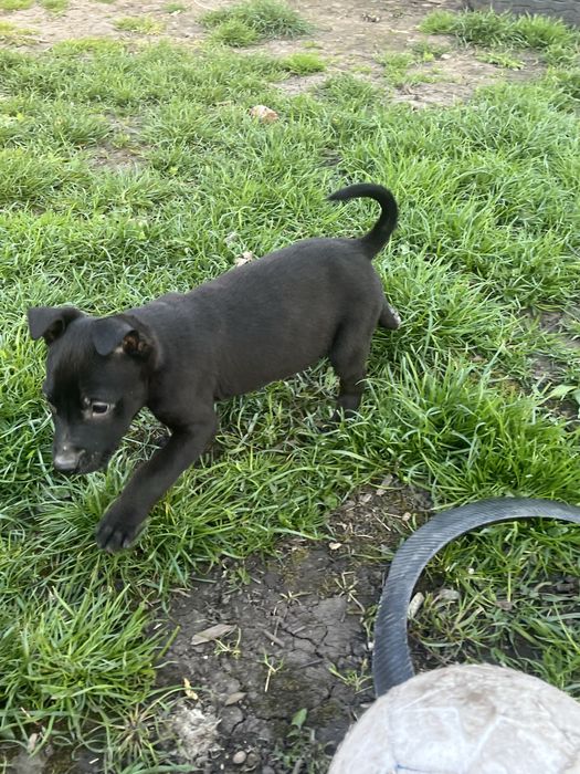 Відам цуценята в добрі руки безкоштовно