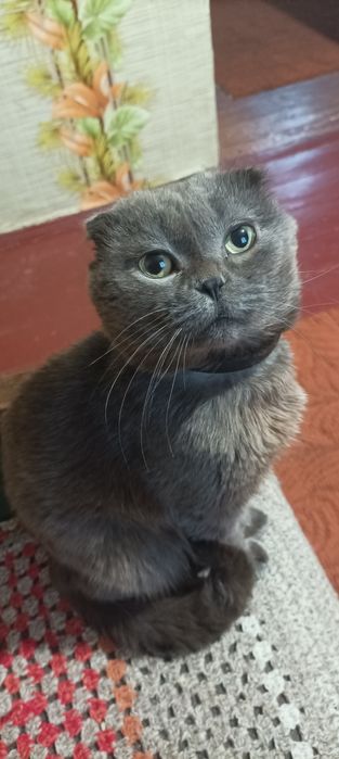 Шукаємо наречену,кішечку для хлопчика