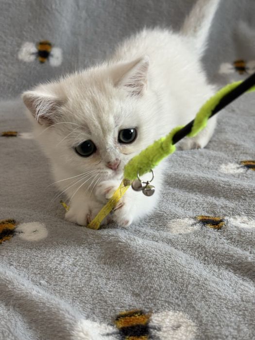 Chłopczyk brytyjski