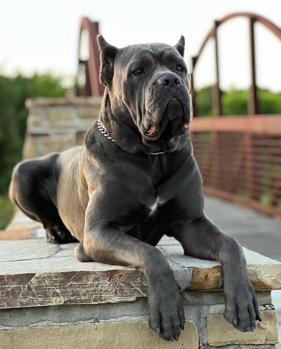 Сильний родовід-відмінне здоров"я