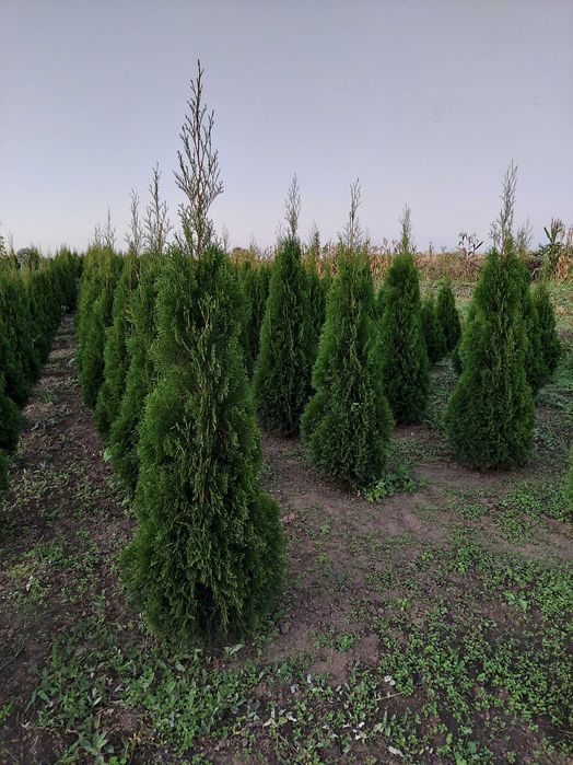 Туя сорт Смарагд (колоновидна) 1-1,8м (є 500 штук на продаж) пишні