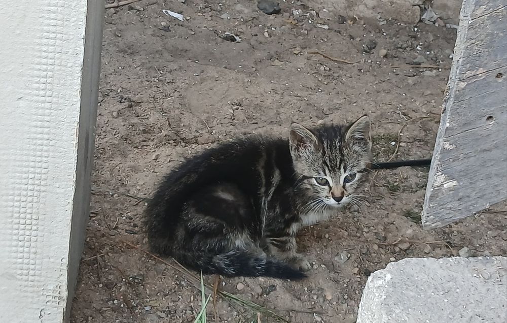 Oddaję koty do adopcji