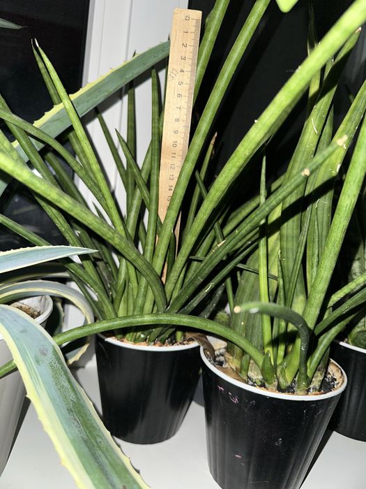 Сансеверия трезполосная, сансеверия цилиндрическая, кактусы