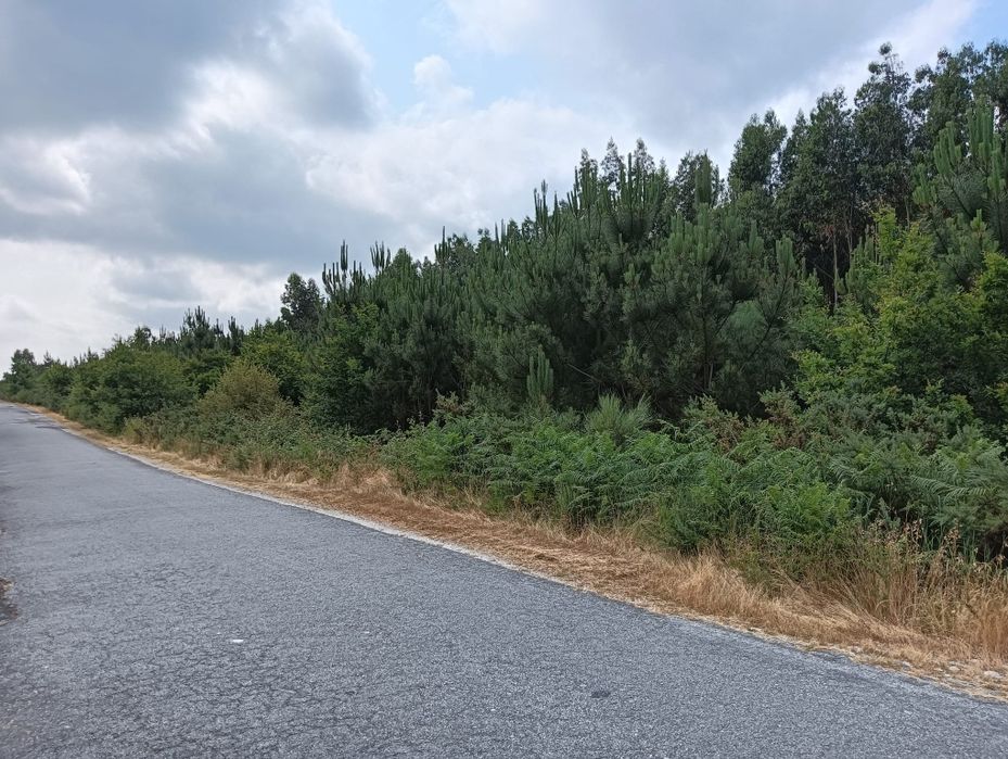 Terreno Rústico com 8.106 m² - Vila Chã do Monte – Torredeita