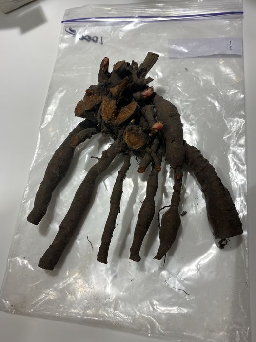 Angel Cheeks, Joker,.Henry, Bockstoce, Георгіни пампонні та шаровидні