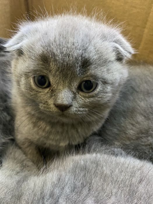 Шотланський красунчик хлопчик