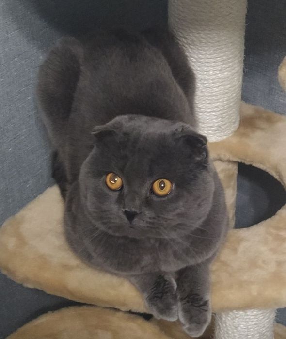 Кот вислоухий.вязка