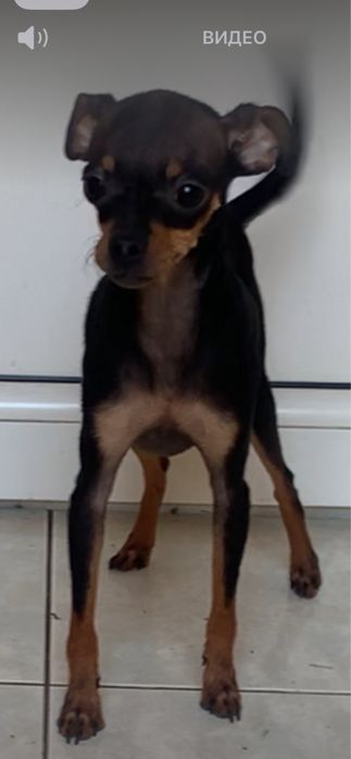 Элегантная Брюнеточка тойя