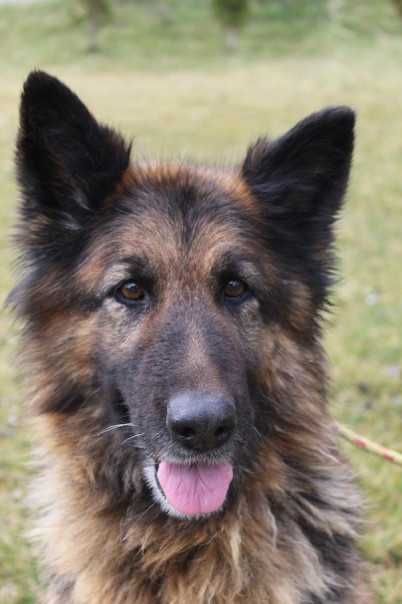 095505 Żania do adopcji