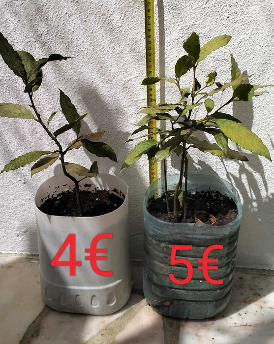 Árvores loureiro de tamanho pequeno