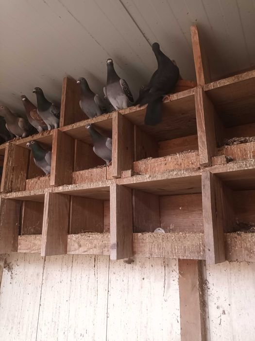 Vendo varias qualidades de pombas