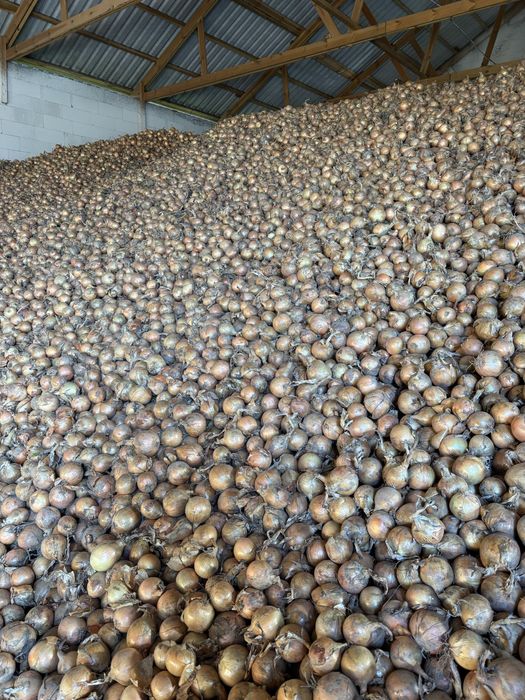 Sprzedam cebule wiosenną