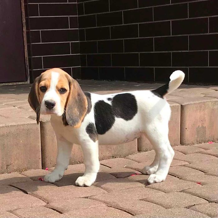 Beagle/Bigle - szczenię rodowodowe ZKwP/FCI - po championie