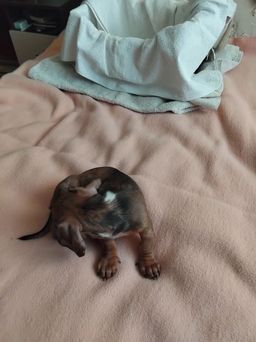 Міні таксочка з цікавим окрасом