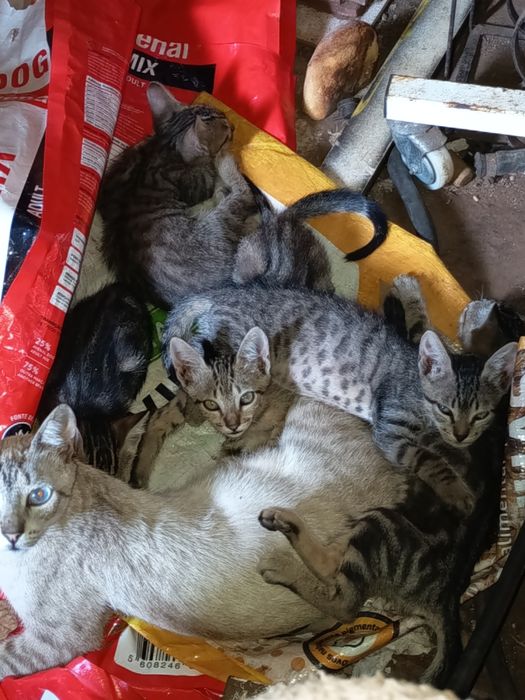 Gatinhos para adoção