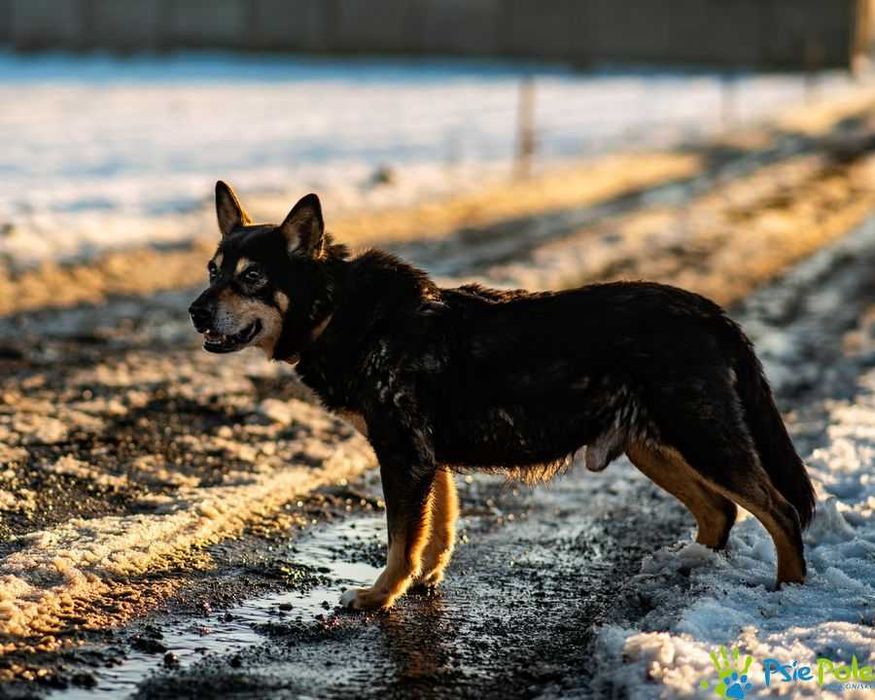 Nieduży, milusi psiak DUNAJ szuka kochanego domku!