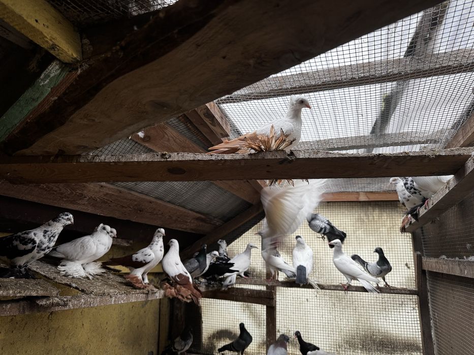 Gołębie hodowlane Raszyn
