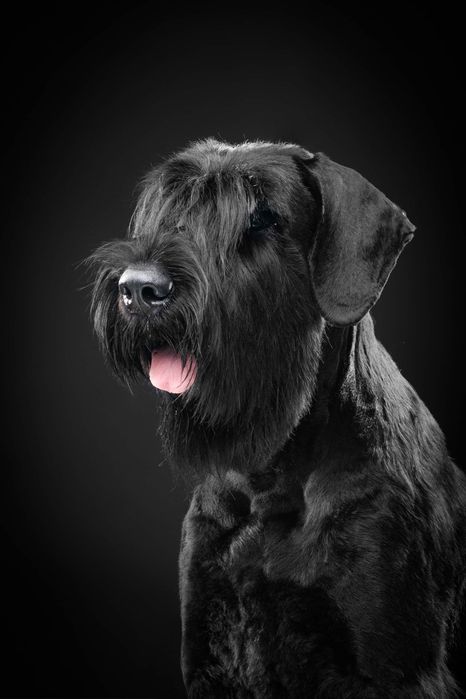 Щенки ризеншнауцера