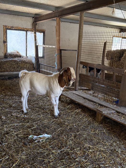 Cabras boer para venda