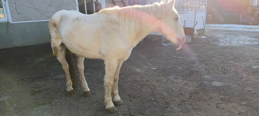 Продам коня (жеребець)