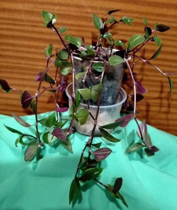 Комнатное растение-традесканция белоцветковая