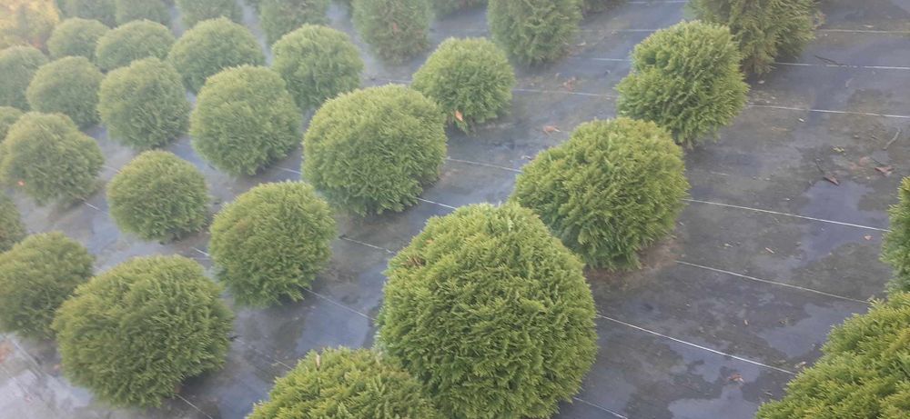 Tuja Danica Thuja kulista , kulka , okrągła średnica od 30cm do 50cm