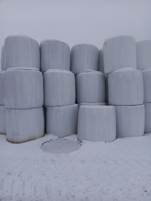 Sianokiszonka - Lucerna