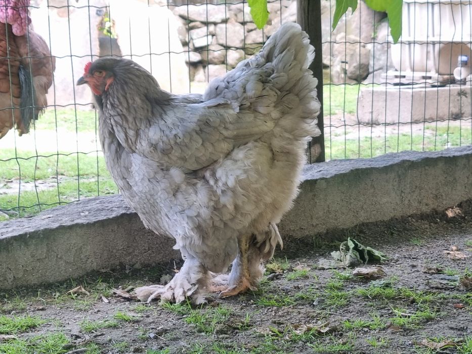 Galinha Brahma azul